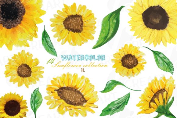 Beautiful Sunflowers Watercolor Decor Elements PNG